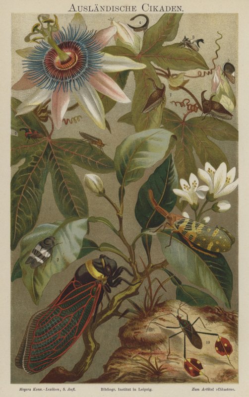 cicadas द्वारा जर्मन स्कूल