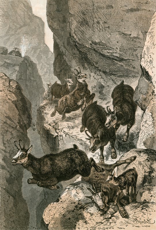 Chamois एक संकीर्ण नेतृत्व पर शिकार किया द्वारा स्विस स्कूल