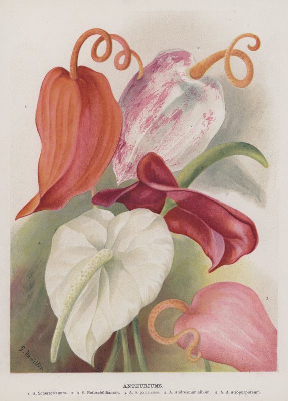 Anthuriums द्वारा अज्ञात अज्ञात