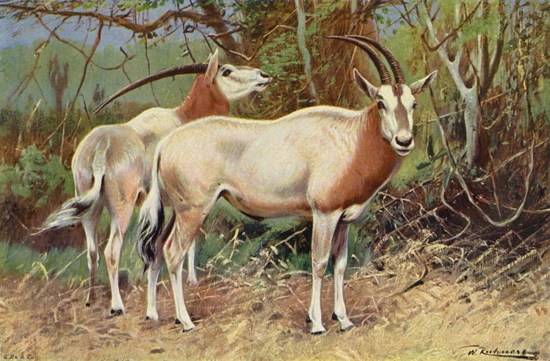 सैंड एंटेलोप द्वारा विल्हेम कुह्नर्ट के बाद